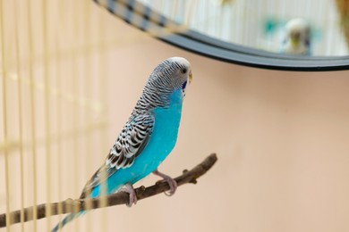 Pet parrot. Cute budgerigar sitting on stick at home