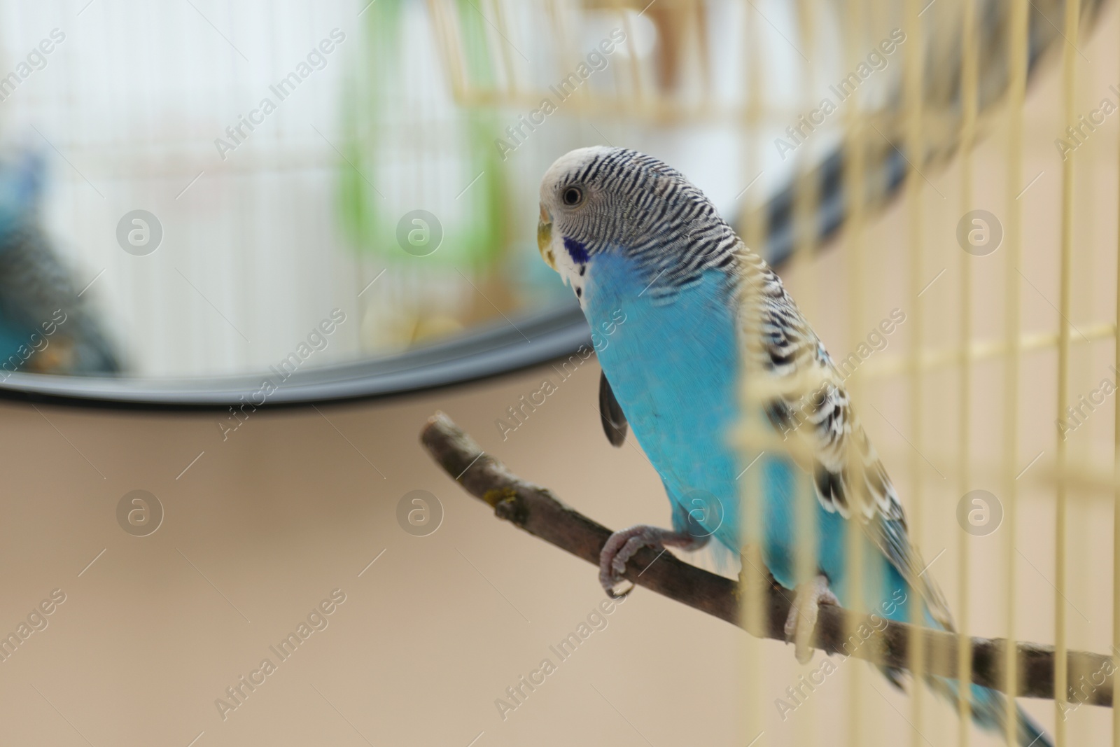 Photo of Pet parrot. Cute budgerigar sitting on stick at home