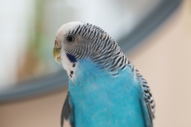 Photo of Pet parrot. Cute light blue budgerigar at home, closeup