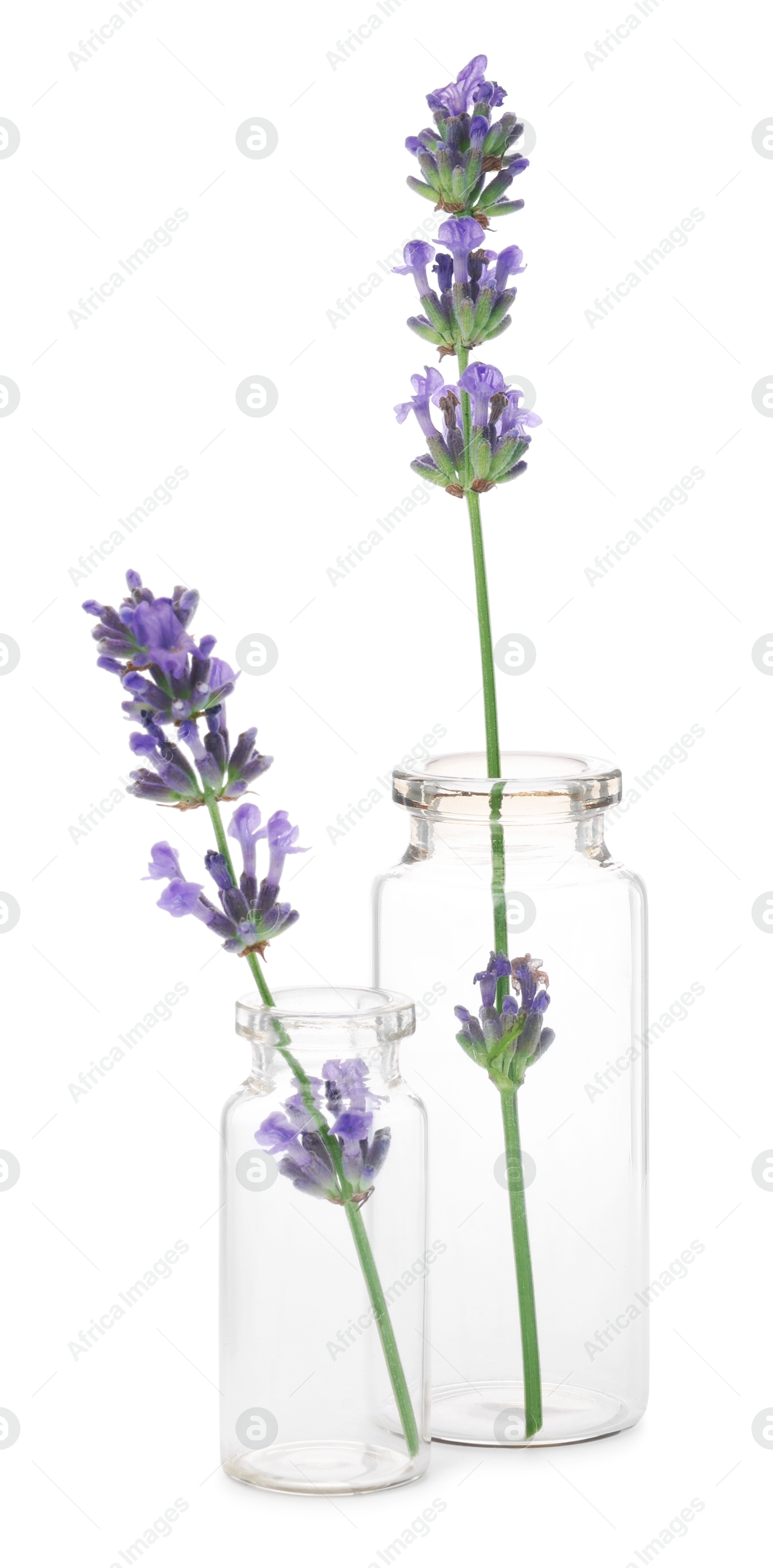 Photo of Beautiful lavender flowers in glass bottles isolated on white