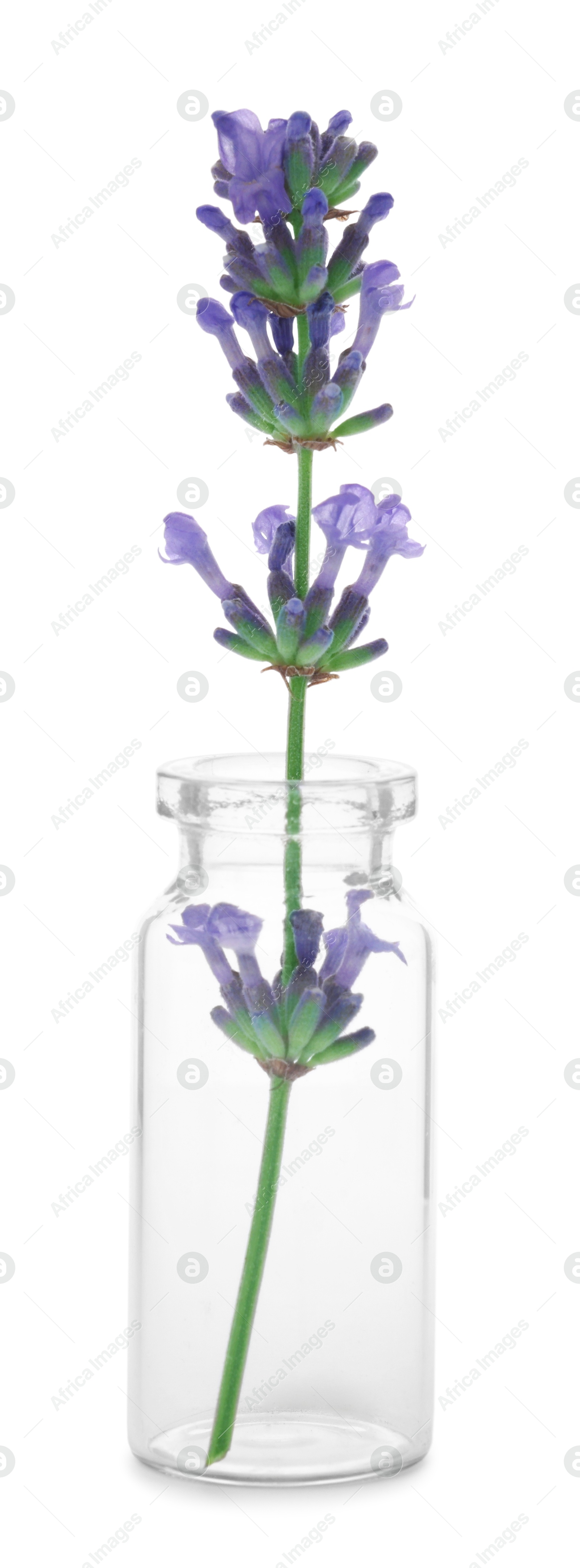 Photo of Beautiful lavender flower in glass bottle isolated on white