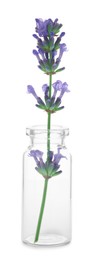 Beautiful lavender flower in glass bottle isolated on white