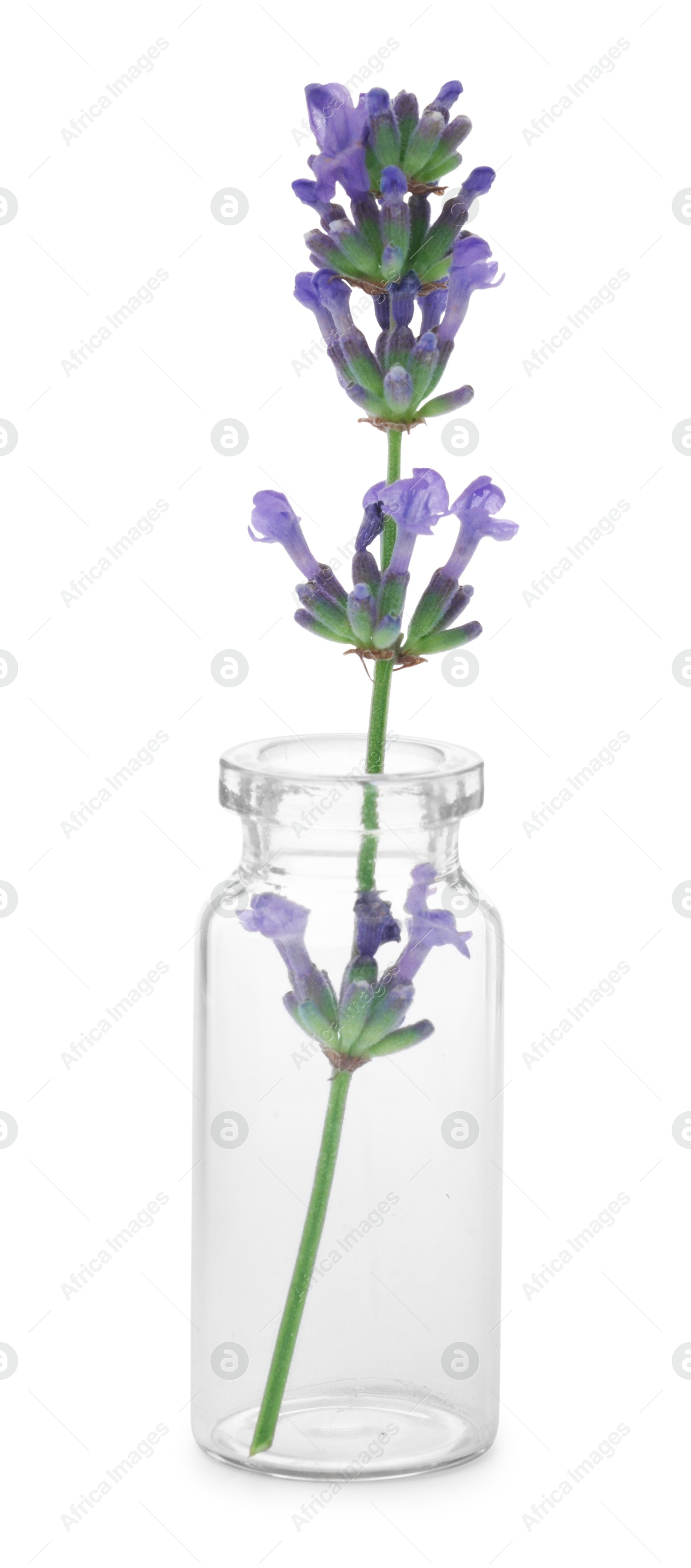 Photo of Beautiful lavender flower in glass bottle isolated on white