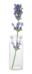 Beautiful lavender flower in glass bottle isolated on white