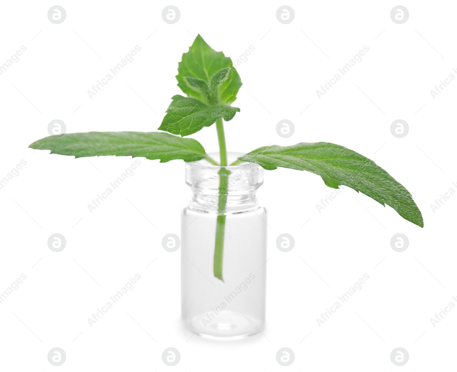 Photo of Mint in glass bottle isolated on white