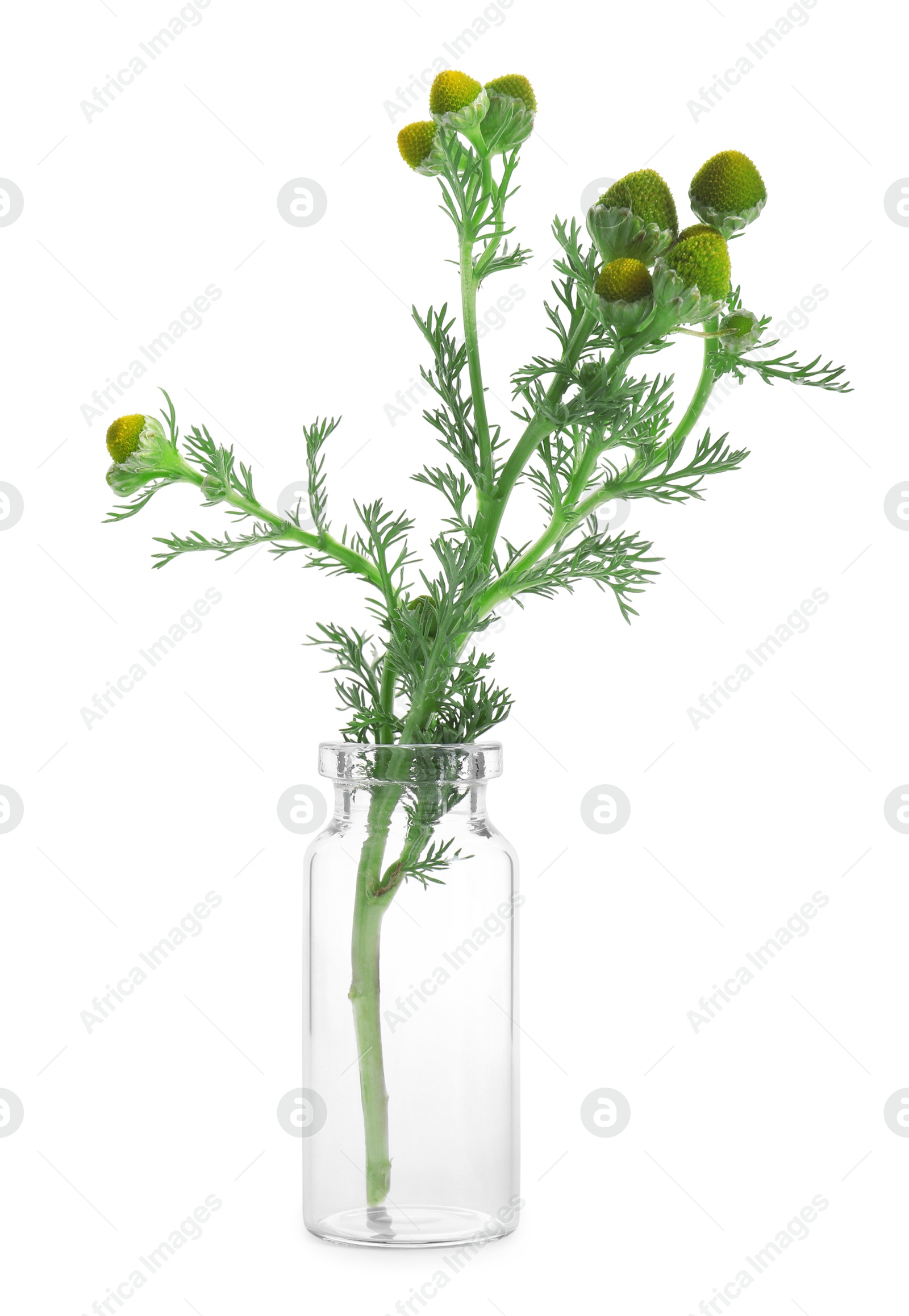 Photo of Chamomile plant isolated on white. Healing herb