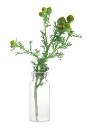 Photo of Chamomile plant isolated on white. Healing herb