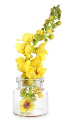 Beautiful mullein flowers in bottle isolated on white. Healing herb