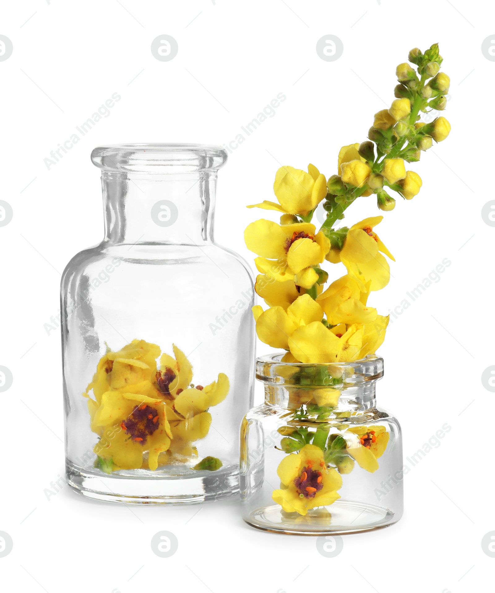 Photo of Beautiful mullein flowers isolated on white. Healing herb