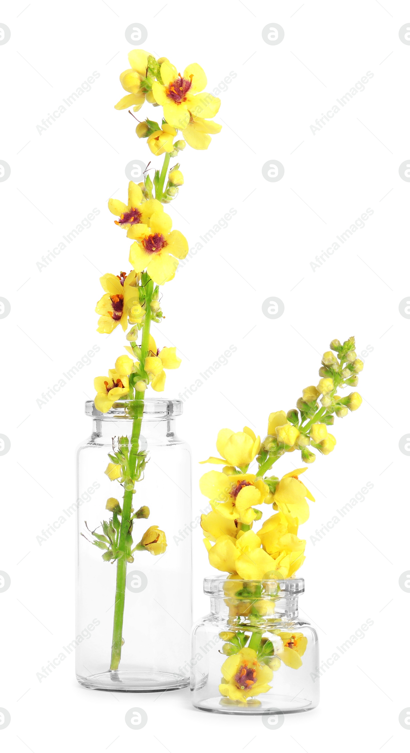 Photo of Beautiful mullein flowers isolated on white. Healing herb