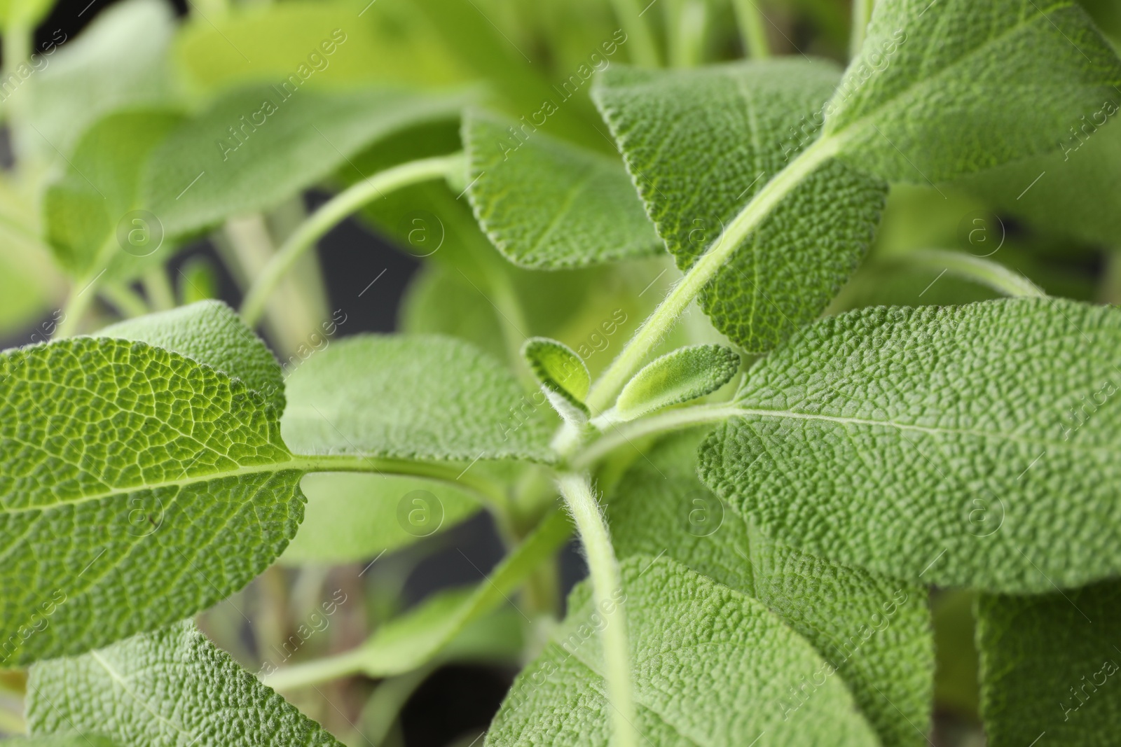 Photo of Sage plant growing on blurred background, closeup