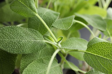 Photo of Sage plant growing on blurred background, closeup