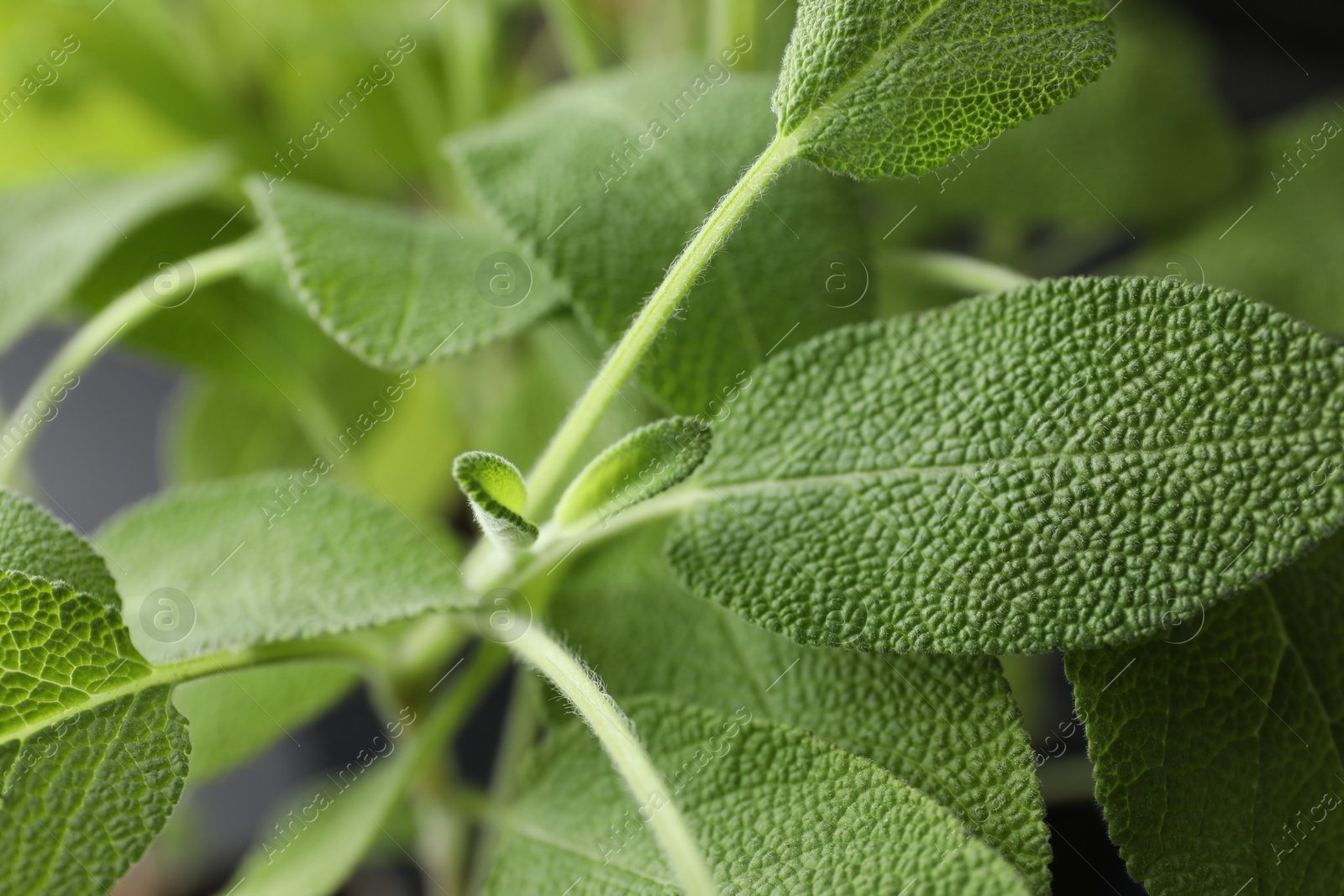 Photo of Sage plant growing on blurred background, closeup