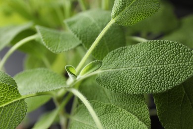 Photo of Sage plant growing on blurred background, closeup