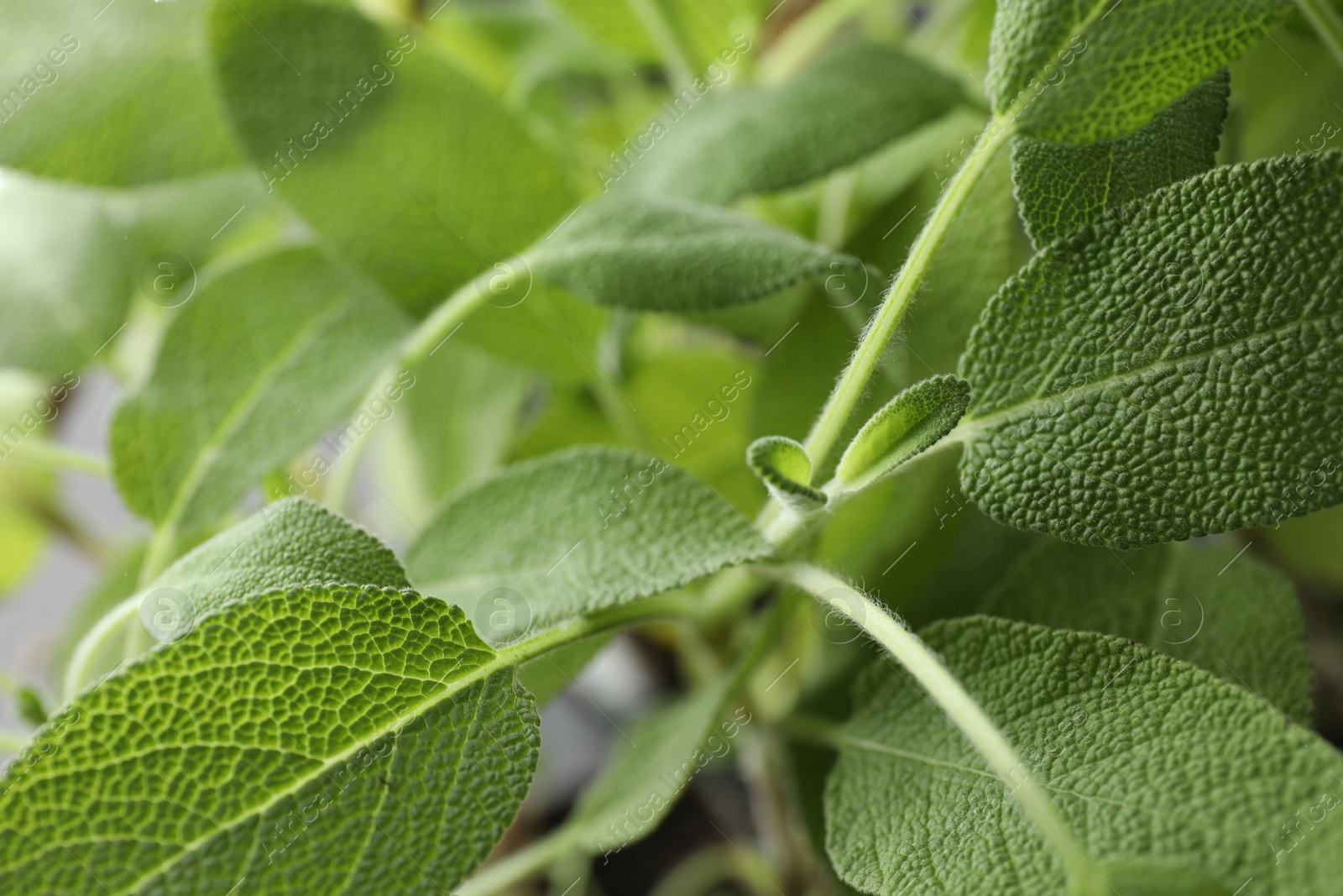 Photo of Sage plant growing on blurred background, closeup