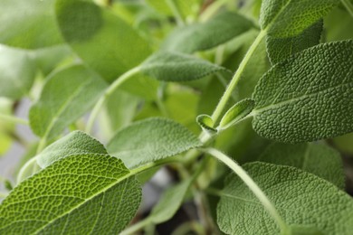 Photo of Sage plant growing on blurred background, closeup