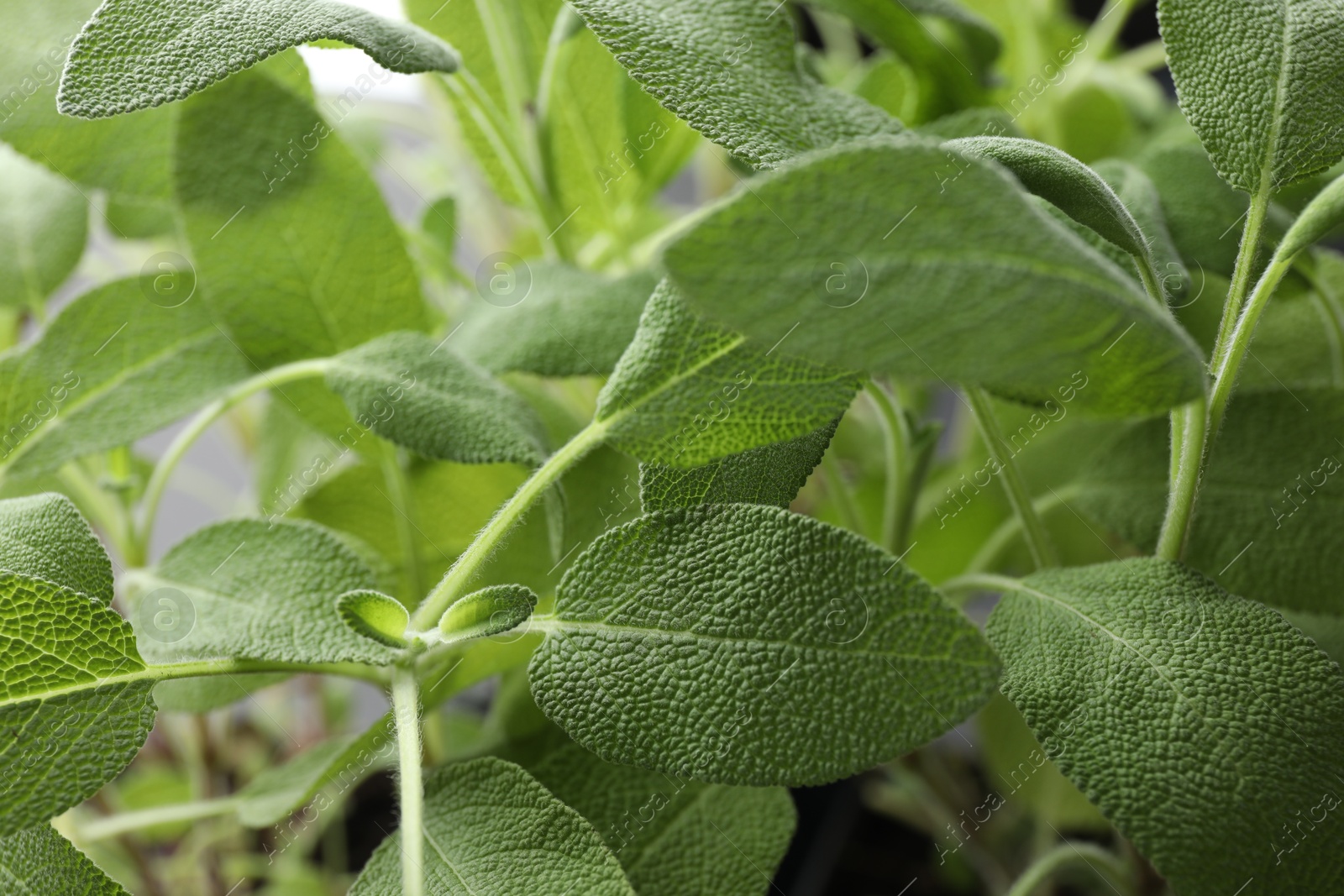 Photo of Sage plant growing on blurred background, closeup