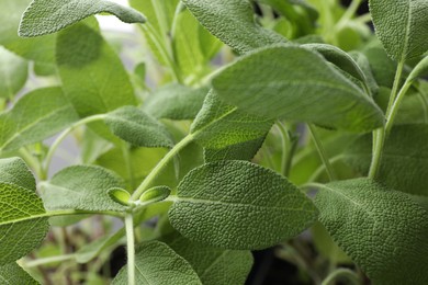 Photo of Sage plant growing on blurred background, closeup