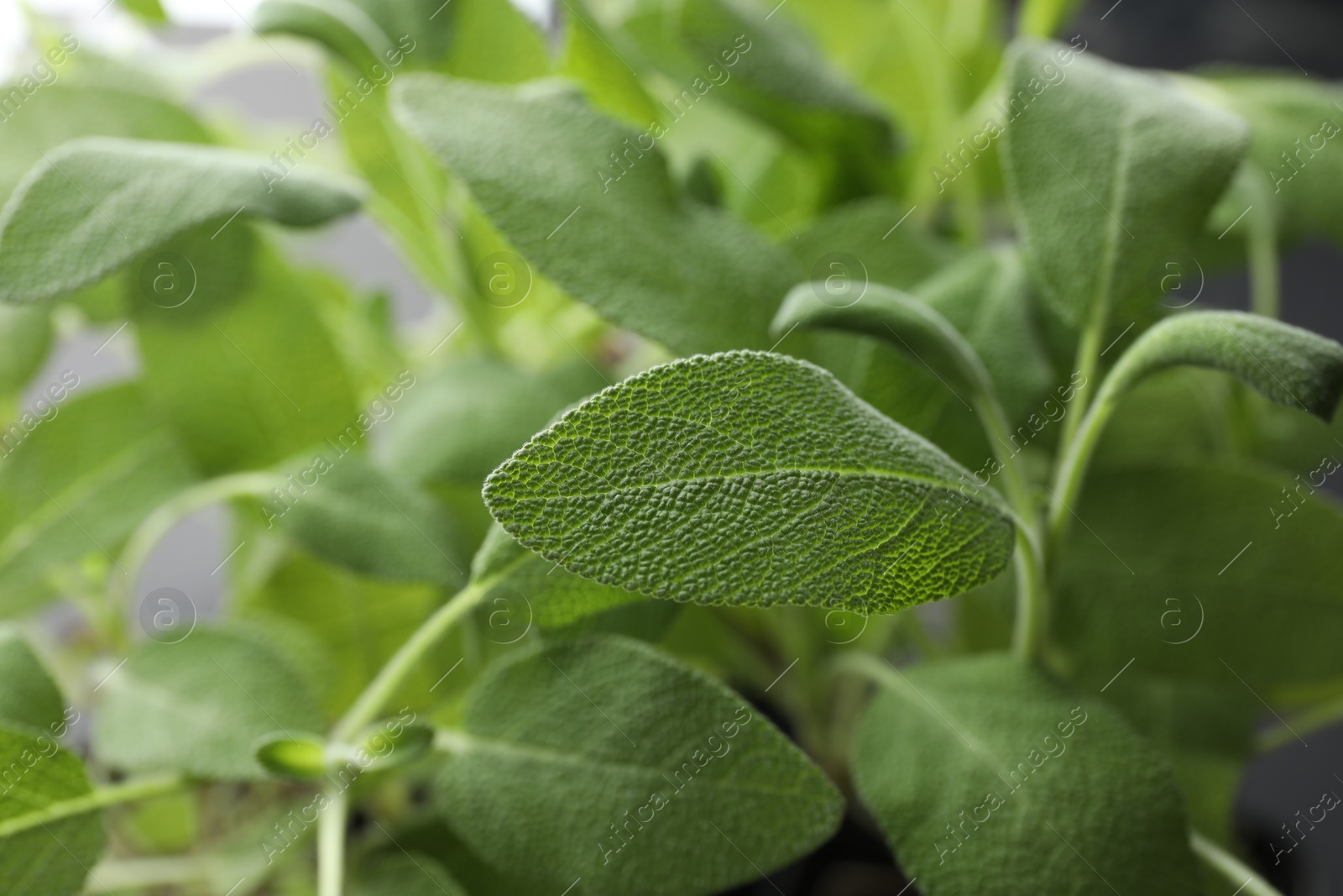 Photo of Sage plant growing on blurred background, closeup