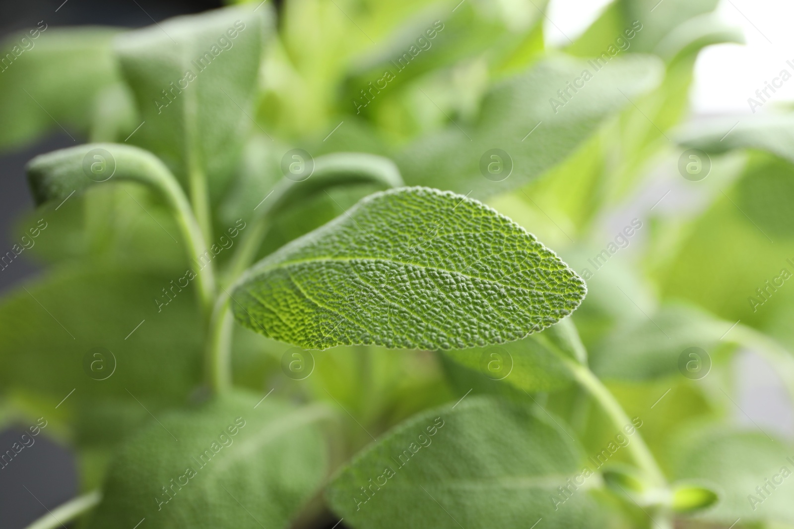 Photo of Sage plant growing on blurred background, closeup