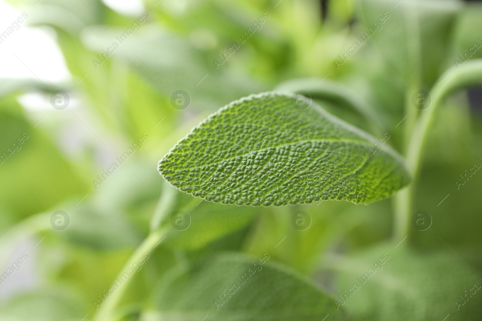 Photo of Sage plant growing on blurred background, closeup