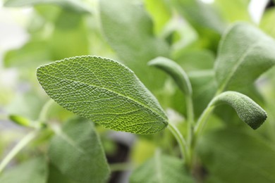 Photo of Sage plant growing on blurred background, closeup