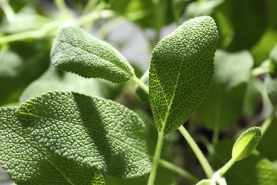 Photo of Sage plant growing on blurred background, closeup