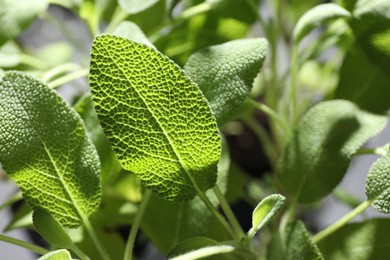 Photo of Sage plant growing on blurred background, closeup