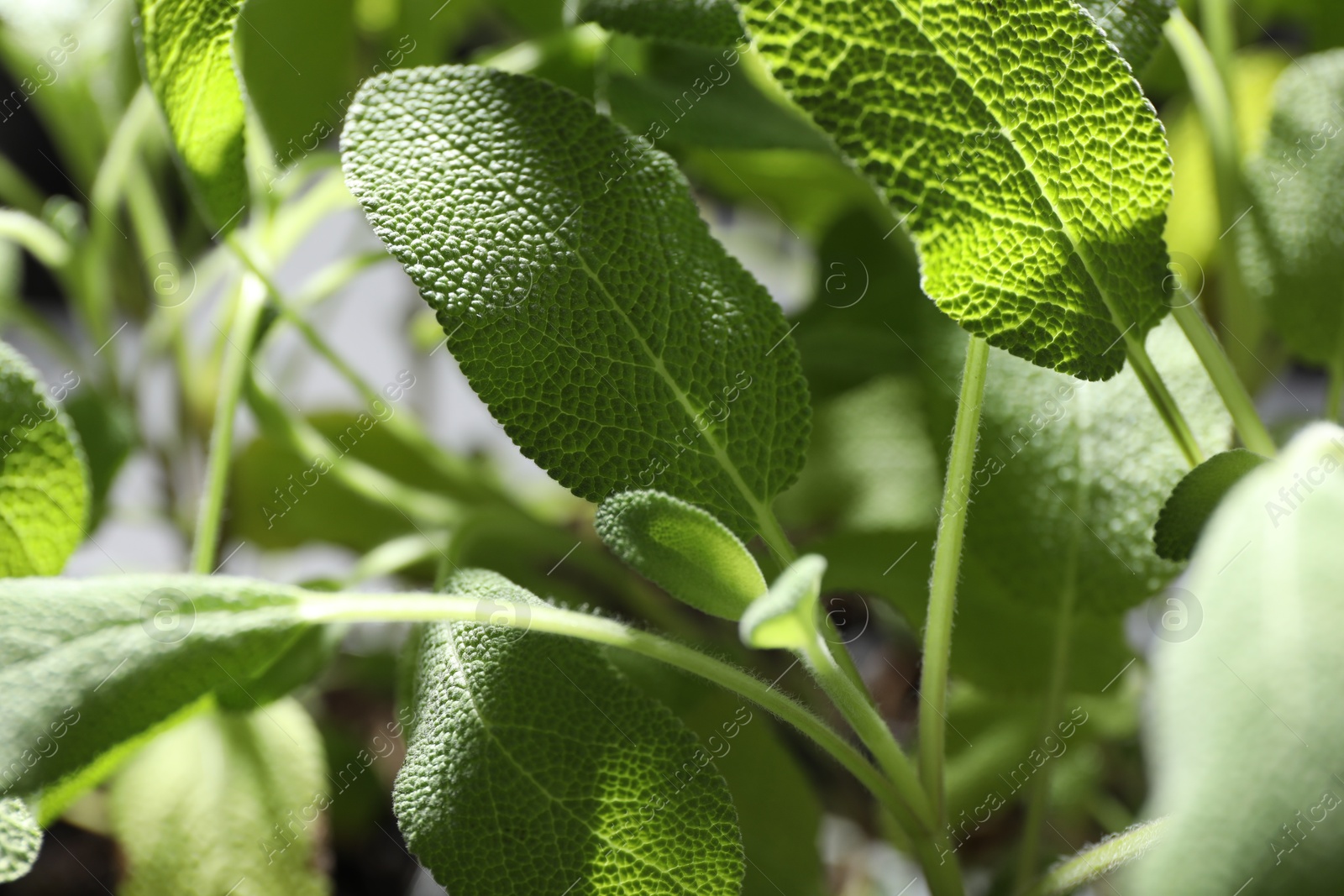 Photo of Sage plant growing on blurred background, closeup