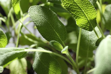 Photo of Sage plant growing on blurred background, closeup