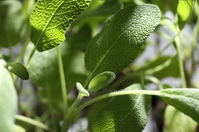 Photo of Sage plant growing on blurred background, closeup