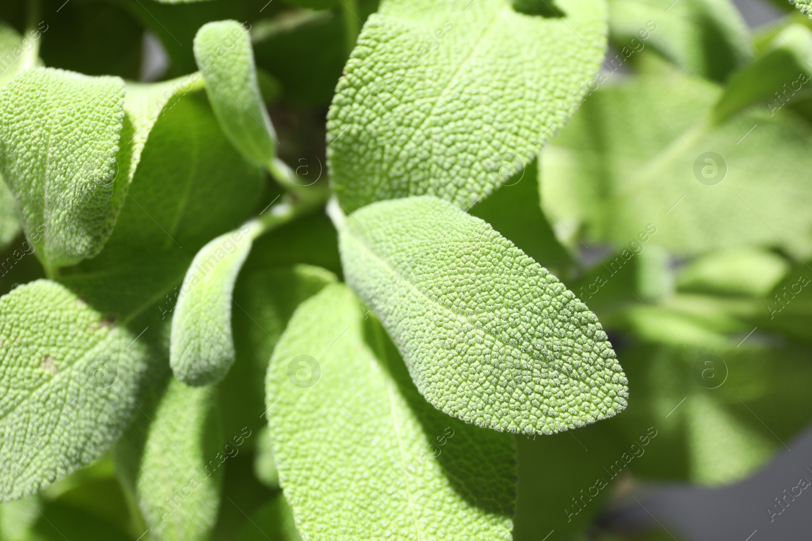 Photo of Sage plant growing on blurred background, closeup