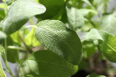 Photo of Sage plant growing on blurred background, closeup