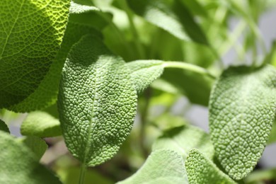 Photo of Sage plant growing on blurred background, closeup