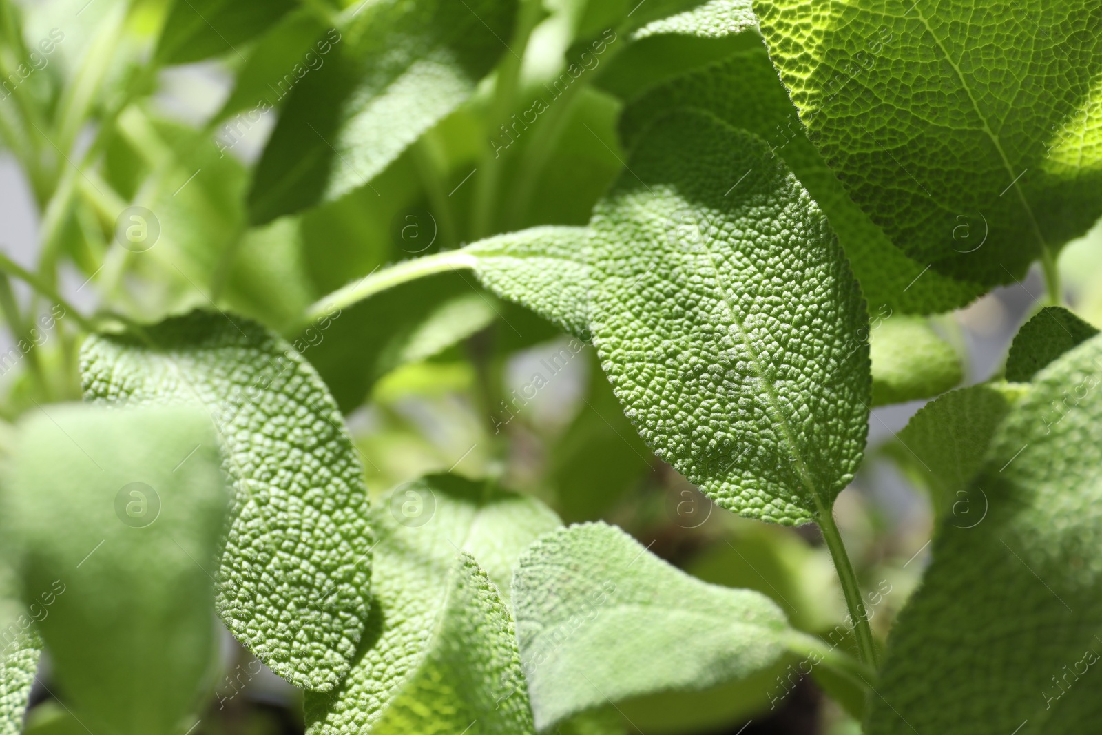 Photo of Sage plant growing on blurred background, closeup