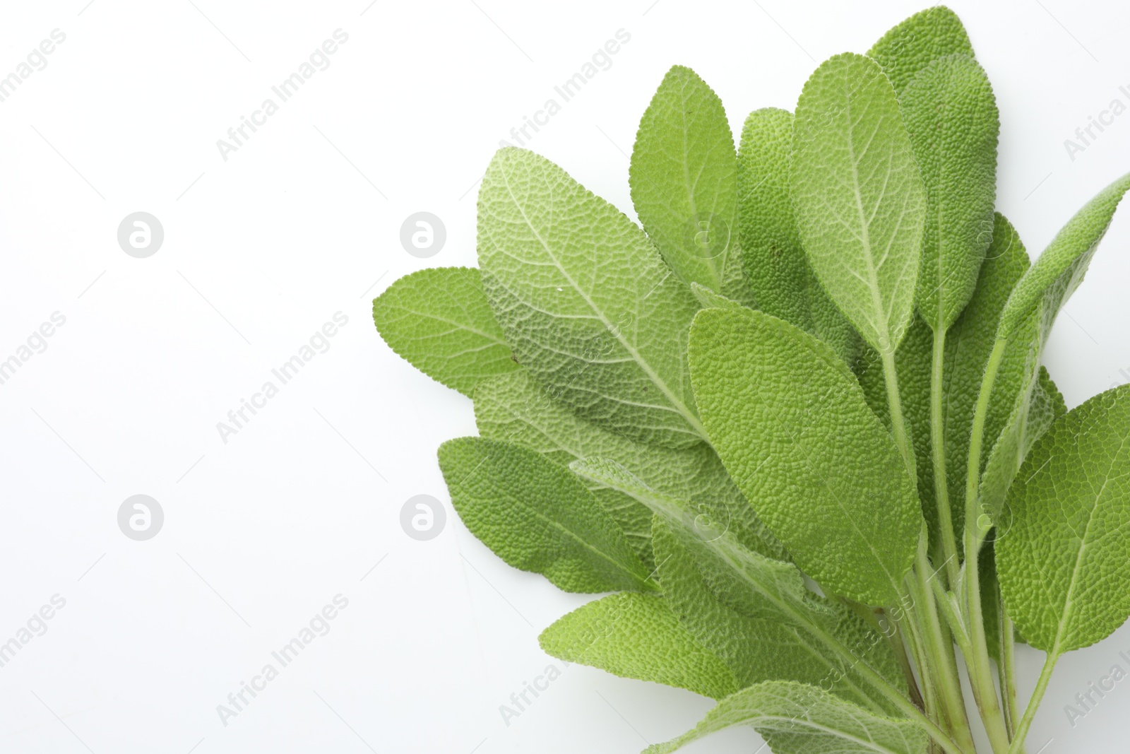 Photo of Branch with green sage leaves on white background, top view. Space for text