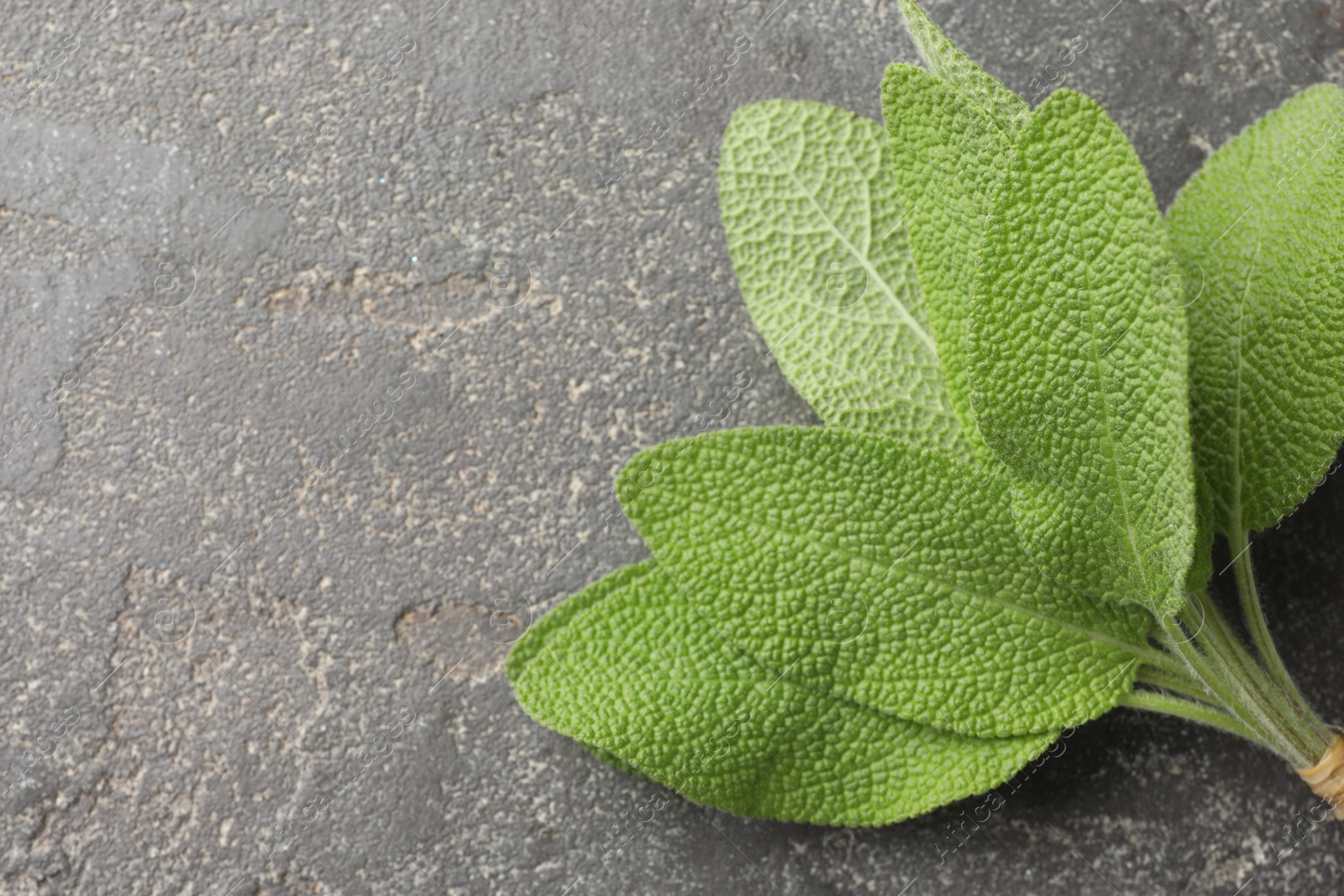 Photo of Green sage leaves on grey textured table, top view. Space for text