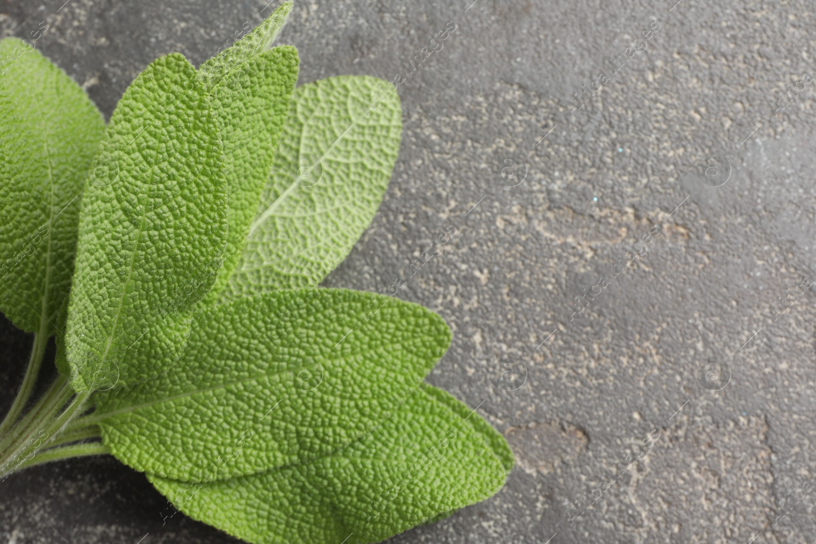 Photo of Green sage leaves on grey textured table, top view. Space for text