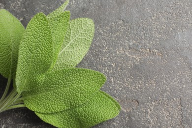 Photo of Green sage leaves on grey textured table, top view. Space for text