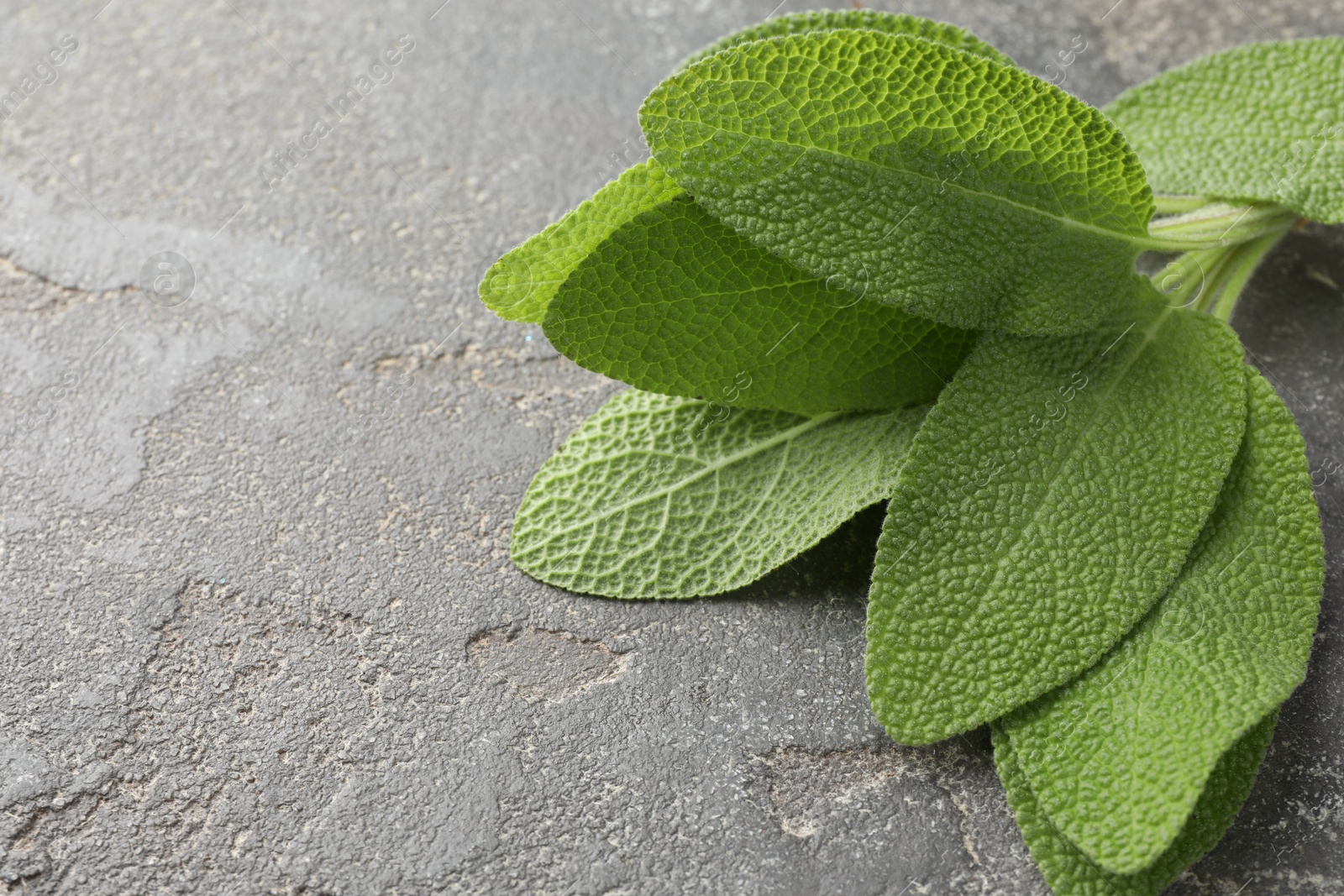 Photo of Green sage leaves on grey textured table, closeup. Space for text