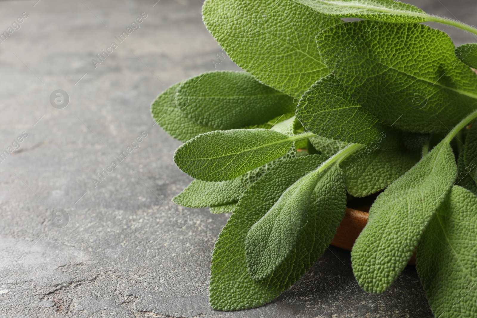 Photo of Green sage leaves on grey textured table, closeup. Space for text