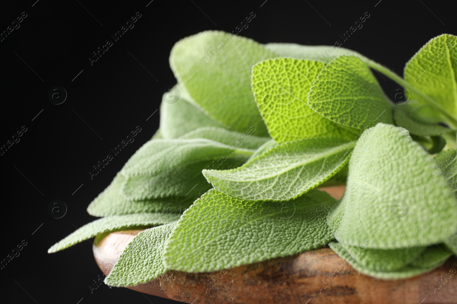 Photo of Green sage leaves on black background, closeup