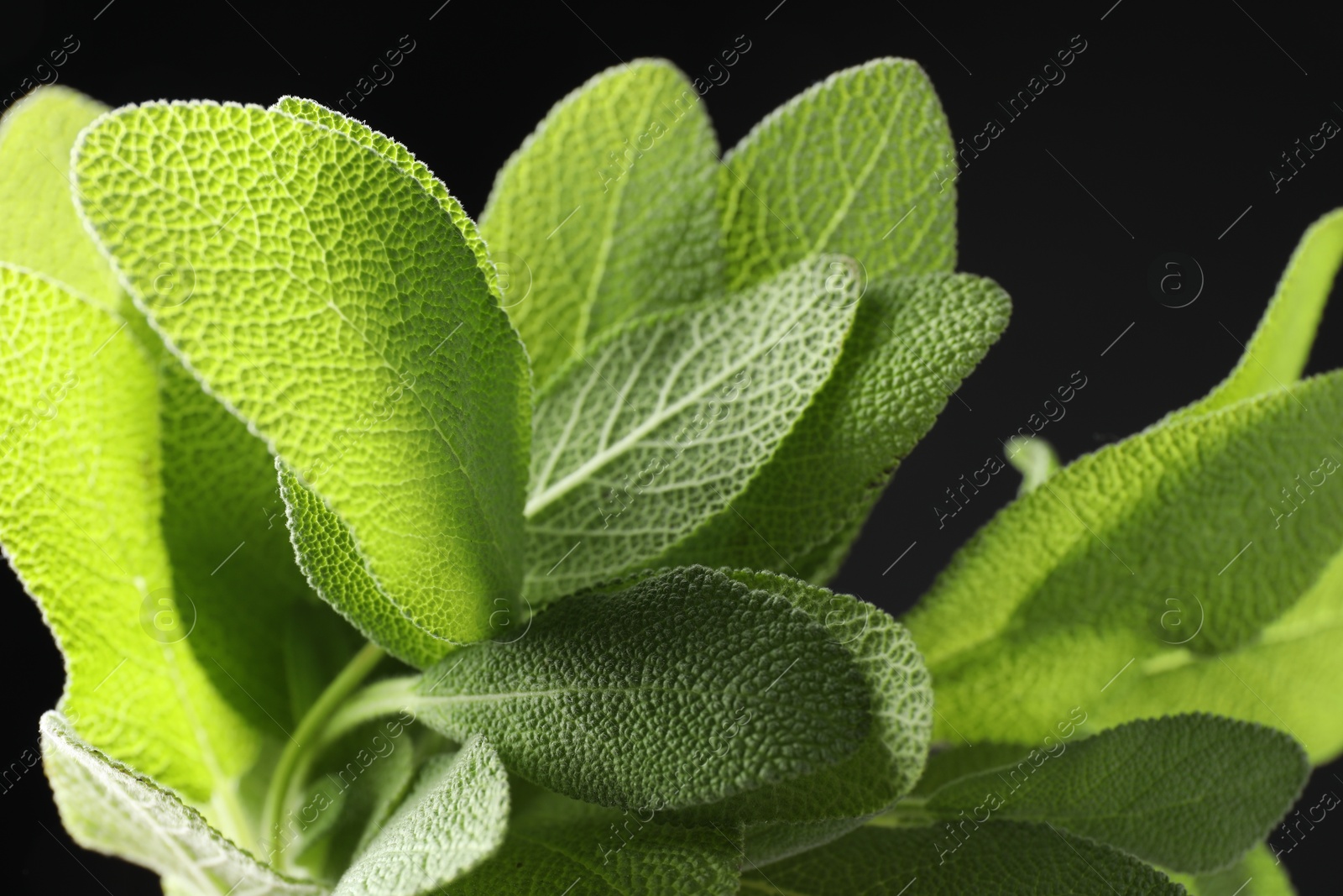 Photo of Green sage leaves on black background, closeup