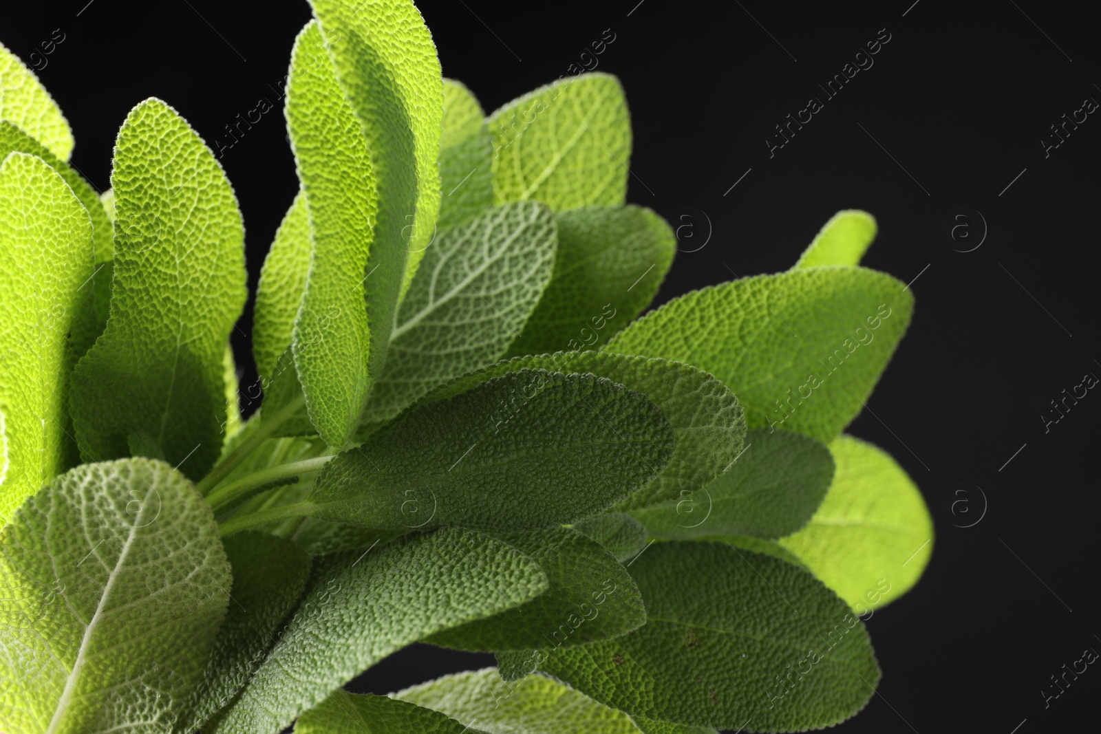 Photo of Green sage leaves on black background, closeup