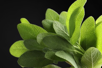 Photo of Green sage leaves on black background, closeup