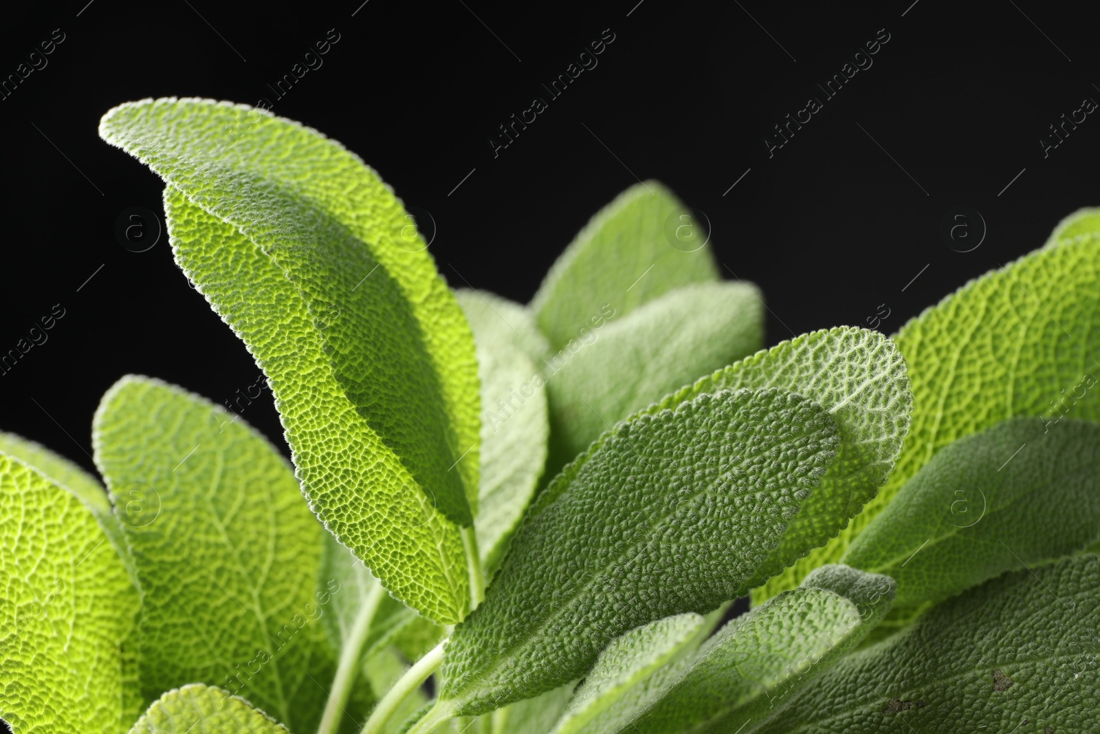 Photo of Green sage leaves on black background, closeup