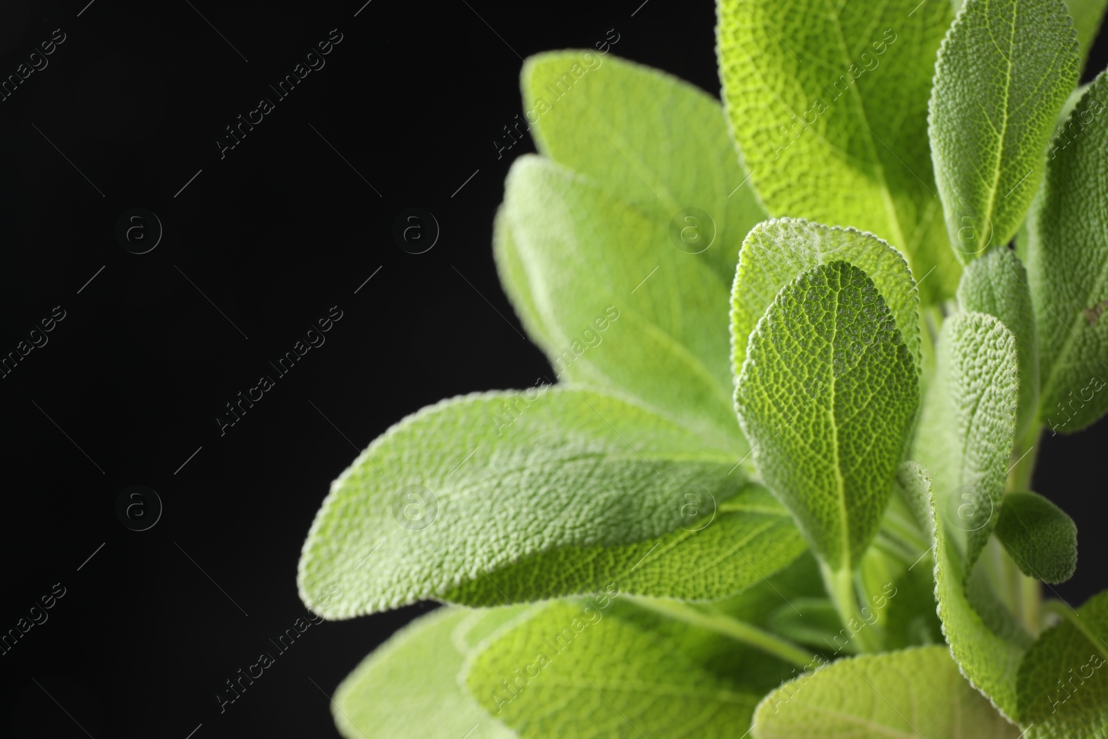 Photo of Green sage leaves on black background, closeup. Space for text