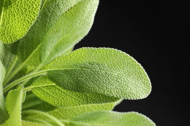 Photo of Green sage leaves on black background, closeup