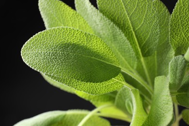 Photo of Green sage leaves on black background, closeup