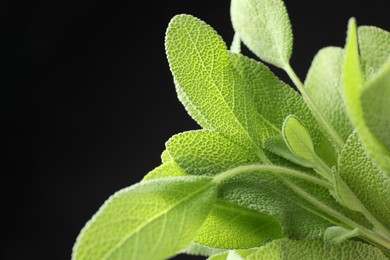 Photo of Green sage leaves on black background, closeup. Space for text